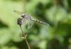 Orthetrum albistylum